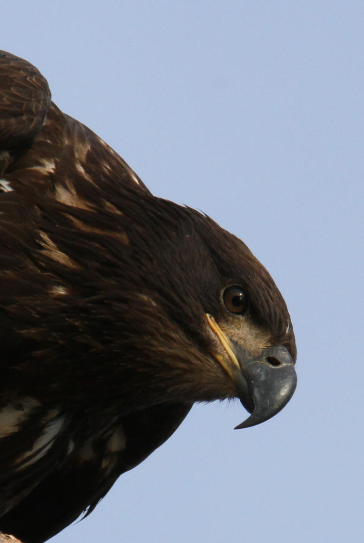 juvenile bald eagle Haliaeetus leucocephalus glaring down from above