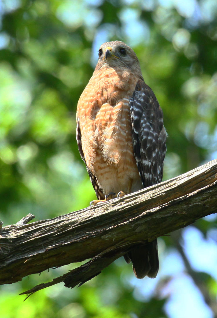 red-shouldered hawk Buteo lineatus being obvious and complacent