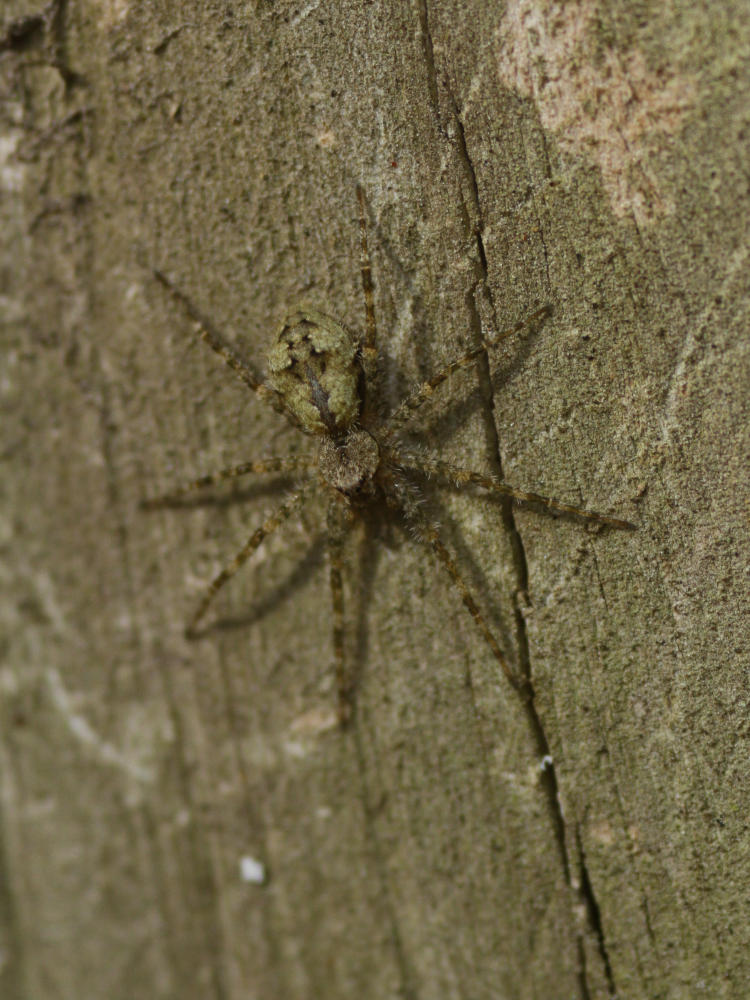 whitebanded fishing spider Dolomedes albineus on mossy wood