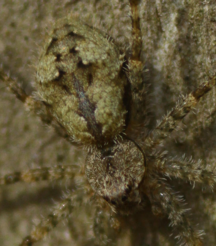 whitebanded fishing spider Dolomedes albineus camouflage pattern