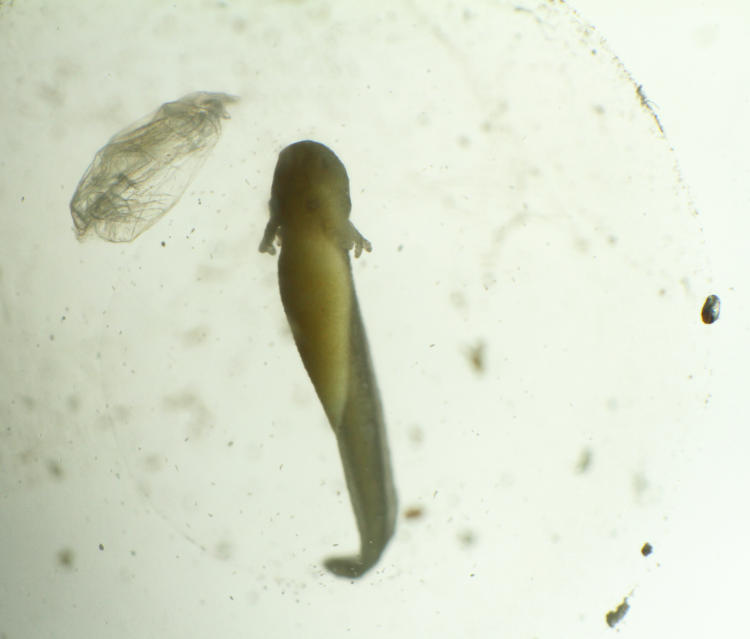 developing tadpole of Copes grey treefrog Hyla chrysoscelis ready to hatch