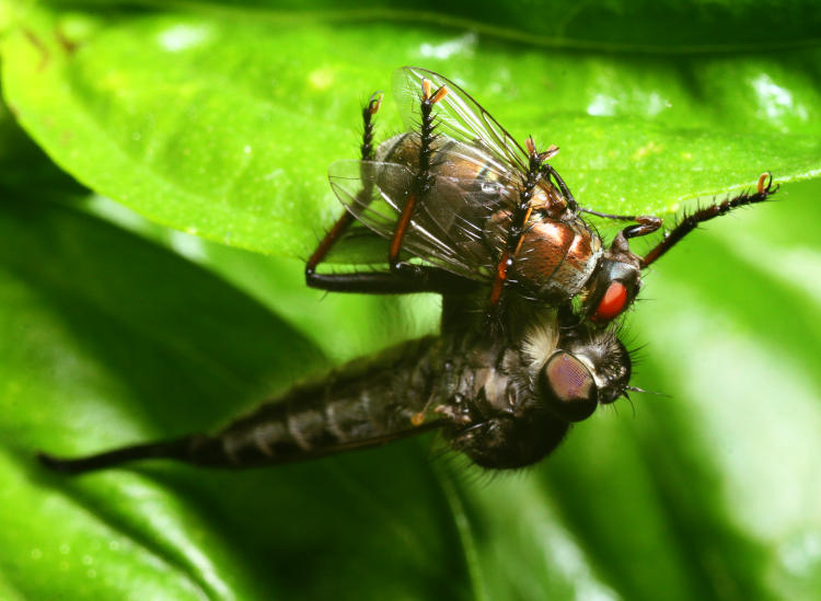 giant robber fly genus Promachus with housefly prey