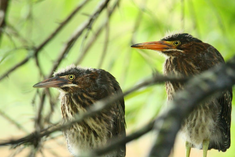 pair of juvenile green herons Butorides virescens posing quite well