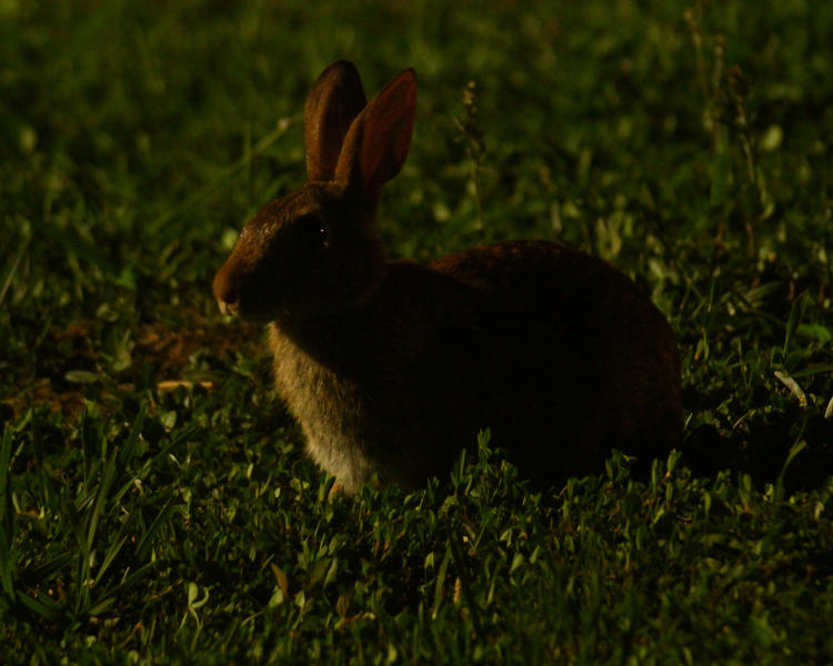 eastern cottontail Sylvilagus floridanus exposed by streetlight