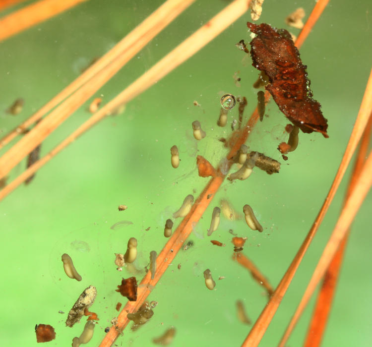 developing eggs/tadpoles of Copes grey treefrog Hyla chrysoscelis