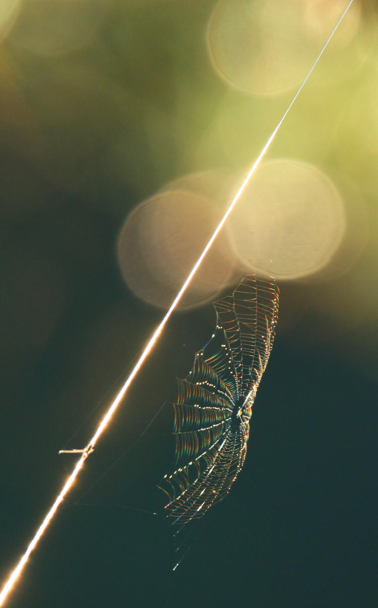 backlit spider web with iridescent diffraction