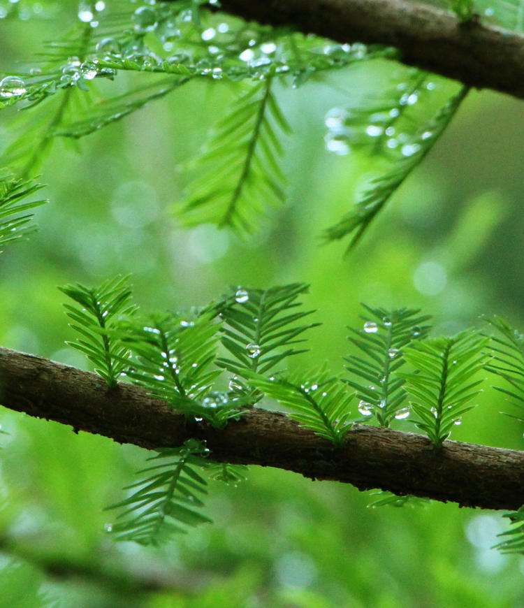 raindrops suspended in needles of bald cypress Taxodium distichum