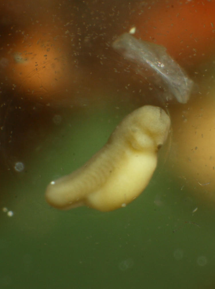 developing egg/tadpole of Copes grey treefrog Hyla chrysoscelis
