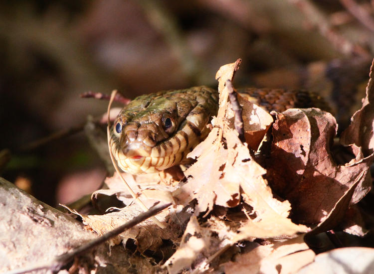 head of basking northern water snake Nerodia sipedon sipedon