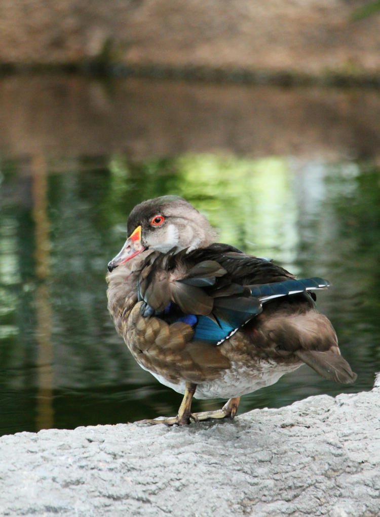 juvenile wood duck Aix sponsa perched in Fort Fisher Aquarium