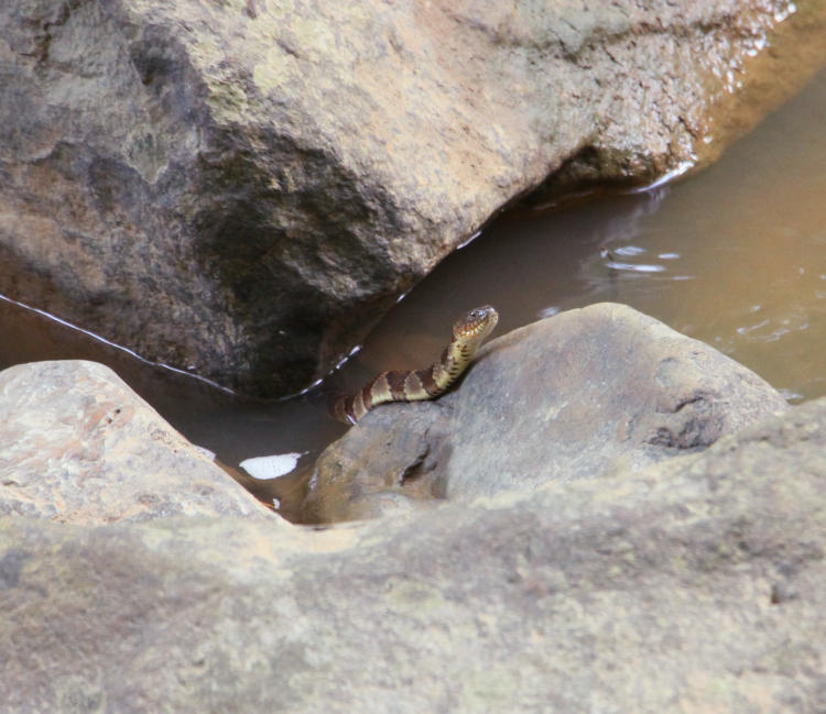 northern water snake Nerodia sipedon sipedon peeking from water