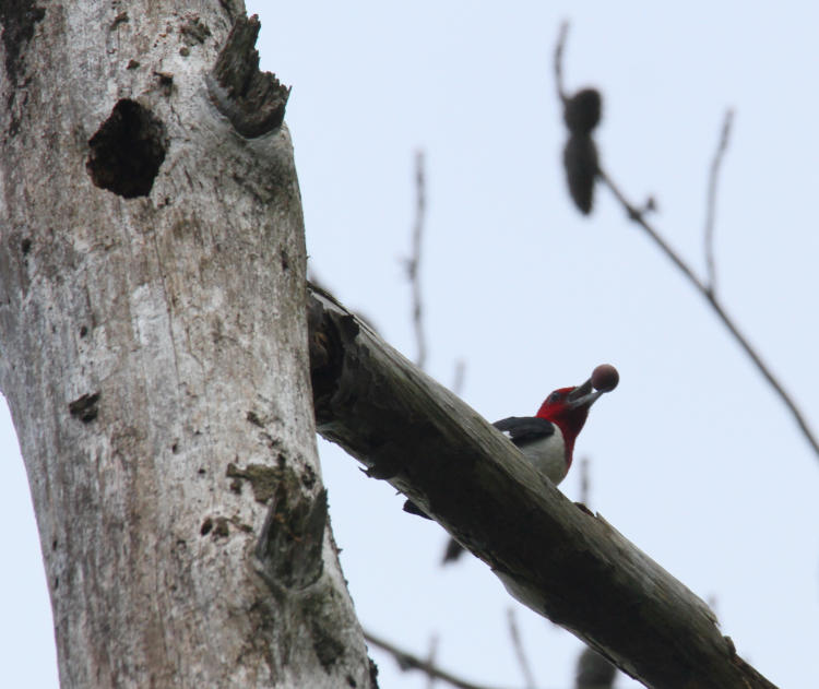 adult red-headed woodpecker Melanerpes erythrocephalus with perhaps a grape