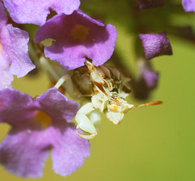 butterfly bush Buddleia davidii with jagged ambush bug Phymata peeking out