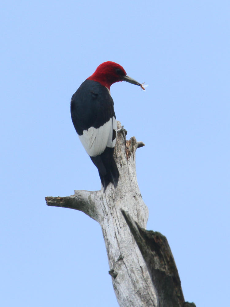 adult red-headed woodpecker Melanerpes erythrocephalus with minuscule meal for fledgling