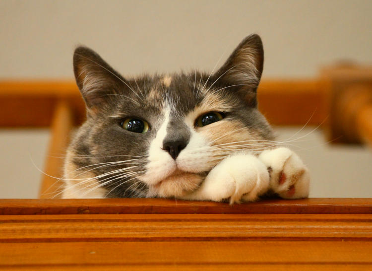 Monster sleeping with head through upstairs railing