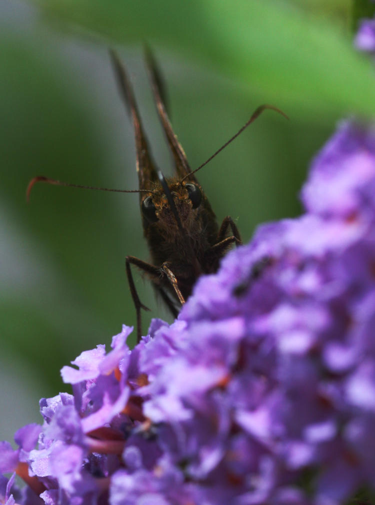 butterfly bush Buddleia davidii with feeding butterfly possibly skipper