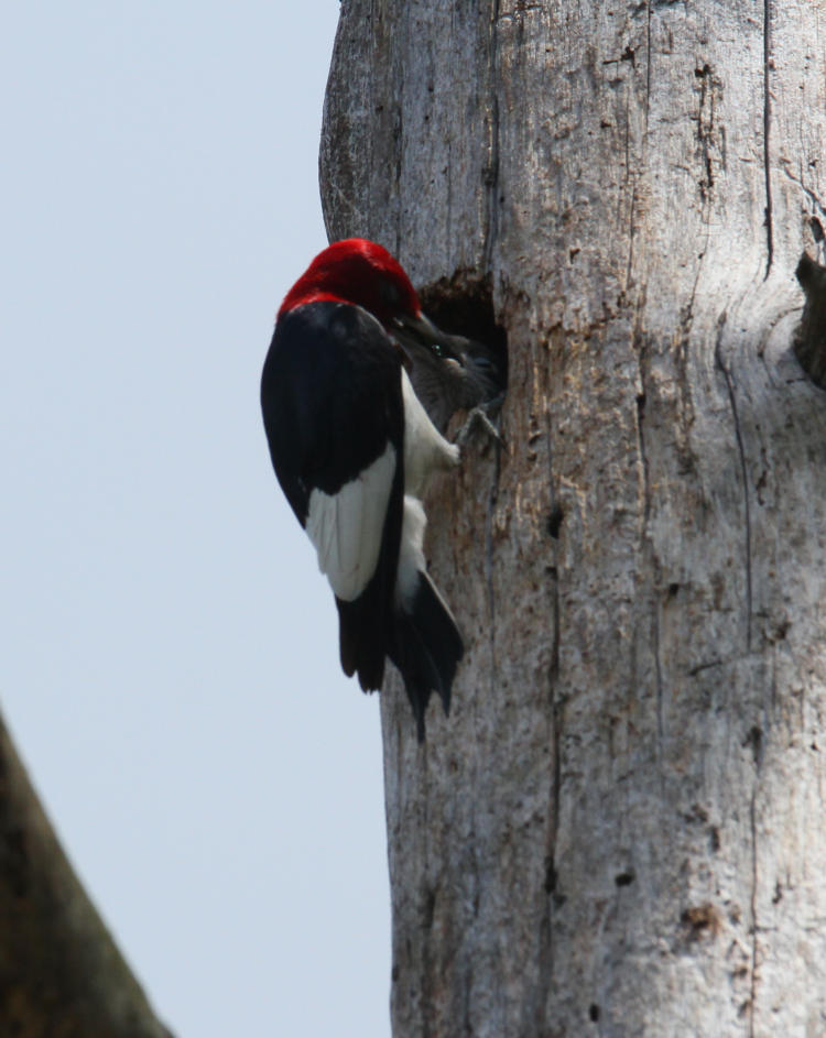 red-headed woodpecker Melanerpes erythrocephalus adult feeding juvenile inside nest cavity