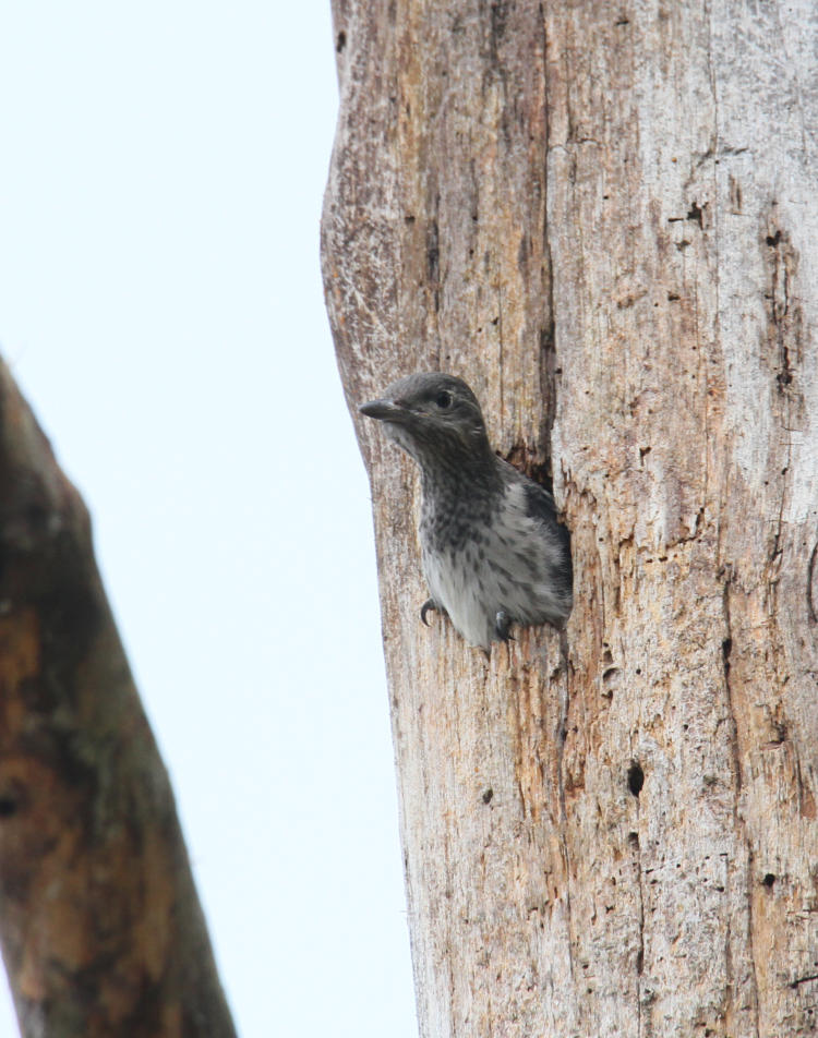 juvenile red-headed woodpecker Melanerpes erythrocephalus leaning well out of nest cavity