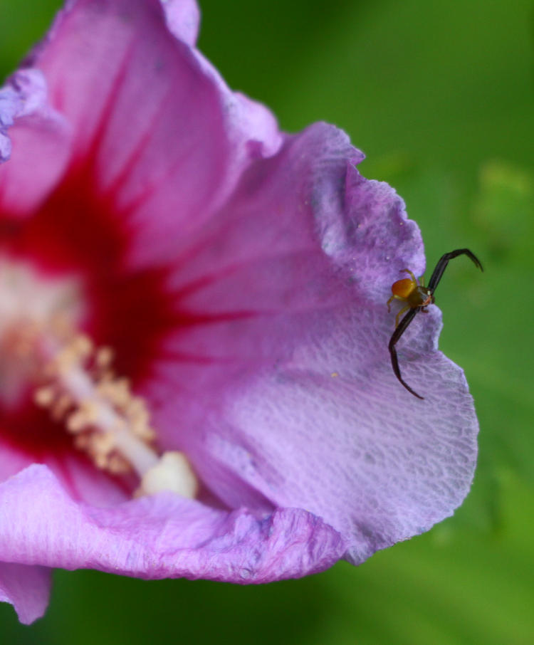 rose of Sharon Hibiscus syriacus blossom with unidentified crab spider