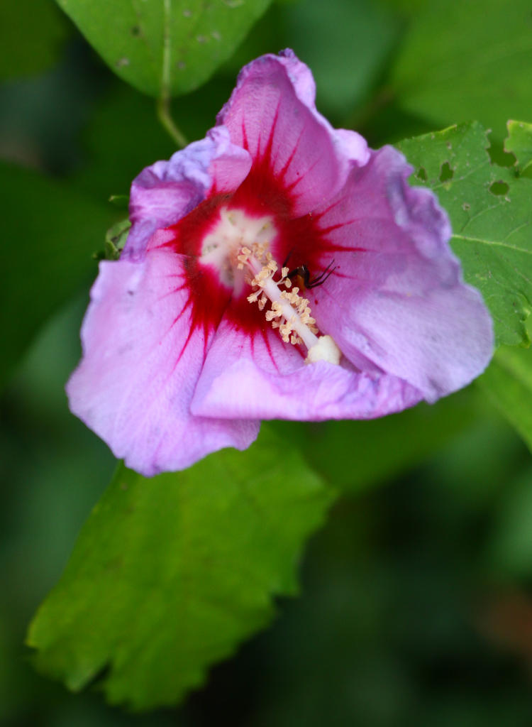 rose of Sharon Hibiscus syriacus blossom showing something within