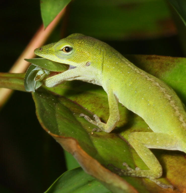 juvenile Carolina anole Anolis carolinensis with leafhopper meal