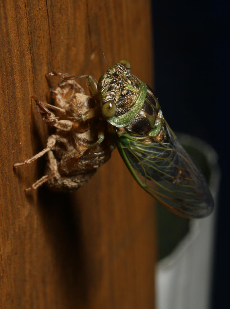 newly-molted final instar annual cicada Neotibicen on old exoskeleton