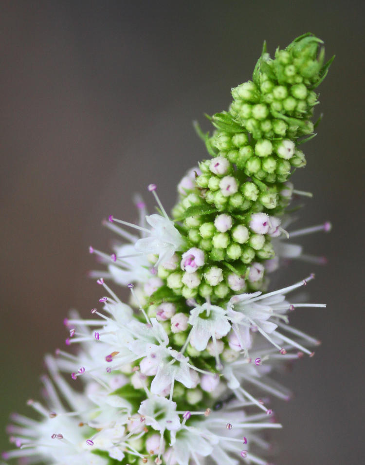 spearmint Mentha spicata flowers