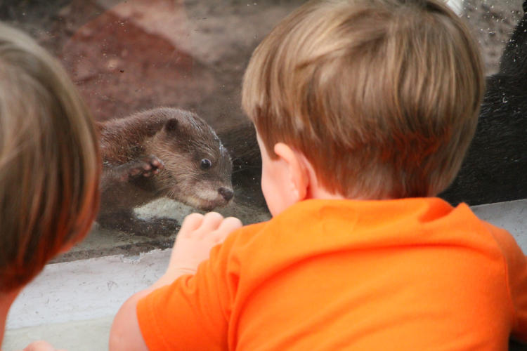 Asian small-clawed otter Aonyx cinereus pup in NC Aquarium Fort Fisher against glass in front of unidentified child