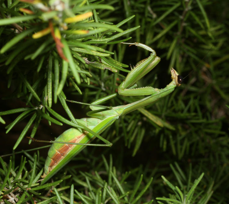 possibly pregnant adult Chinese mantis Tenodera sinensis perched among rosemary branches