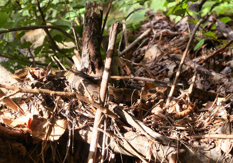 very large northern water snake Nerodia sipedon sipedon basking on washout debris