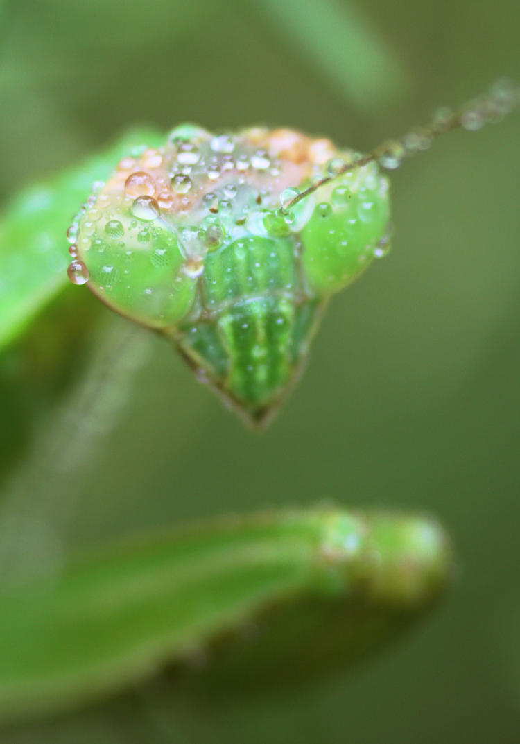 Chinese mantis Tenodera sinensis with water drops across face