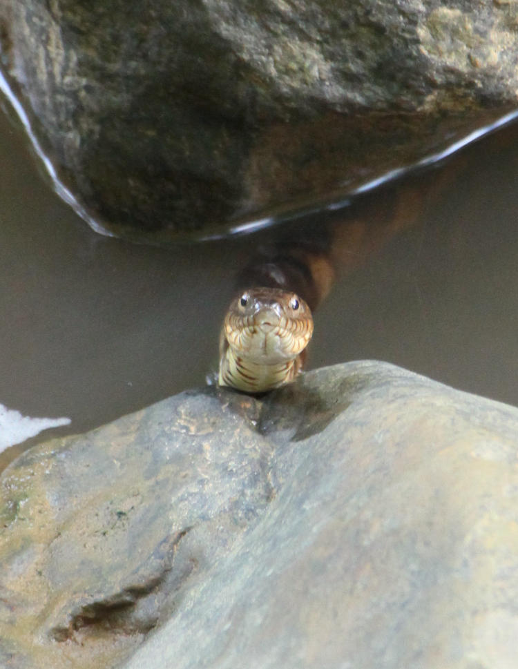 northern water snake Nerodia sipedon sipedon peering head-on from water's edge