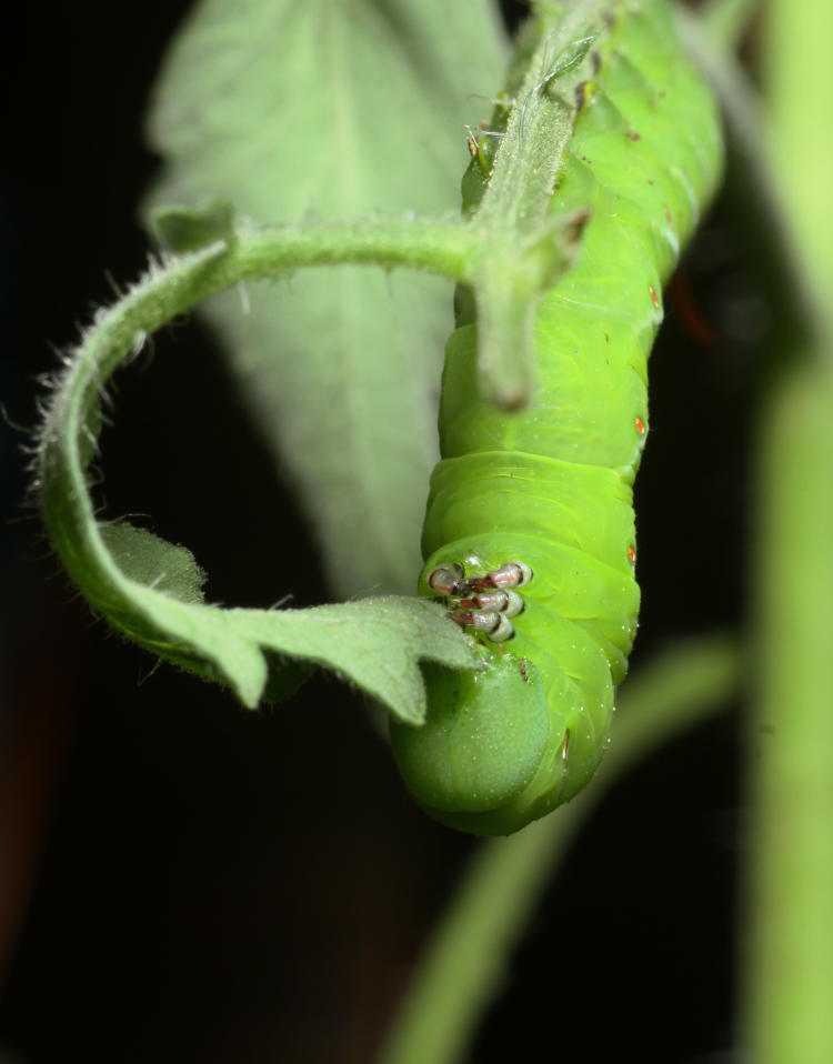 tobacco hornworm Manduca sexta larva without cocoons
