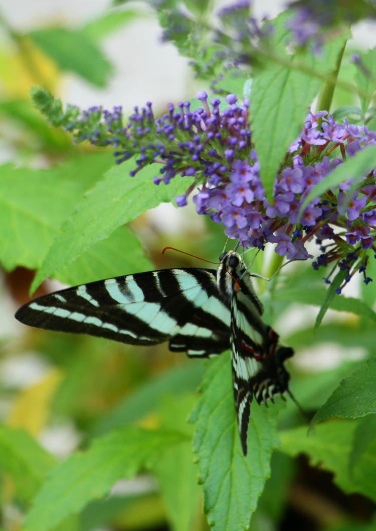 zebra swallowtail Eurytides marcellus on butterfly bush Buddleia davidii