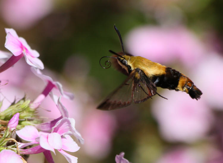 snowberry clearwing Hemaris diffinis approaching phlox with proboscis unfurled