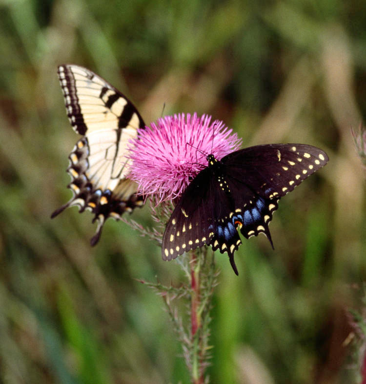 pair of eastern tiger swallowtails Papilio glaucus in two color phases, likely male and female, on thistle blossom