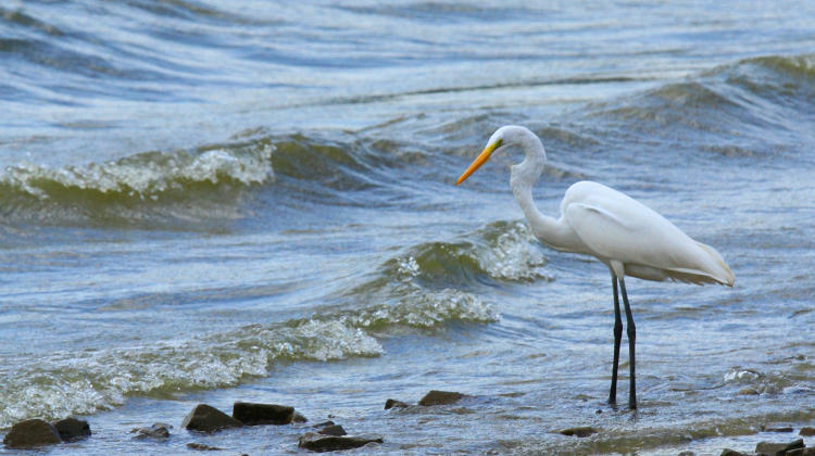 great egret Ardea alba against breakers on Jordan Lake, oversaturated