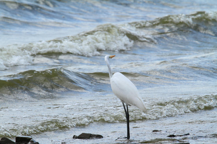 great egret Ardea alba against breakers on Jordan lake