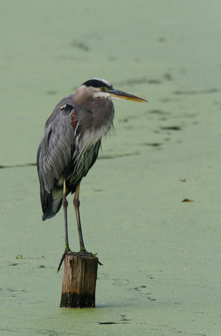 chilly great blue heron Ardea herodias perched on piling