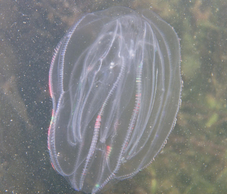 ctenophore possibly sea walnut Mnemiopsis leidyi showing refraction from motive cilia