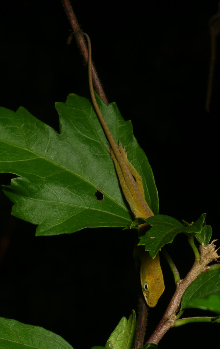 juvenile Carolina anole Anolis carolinensis hanging awkwardly from rose of Sharon Hibiscus syriacus