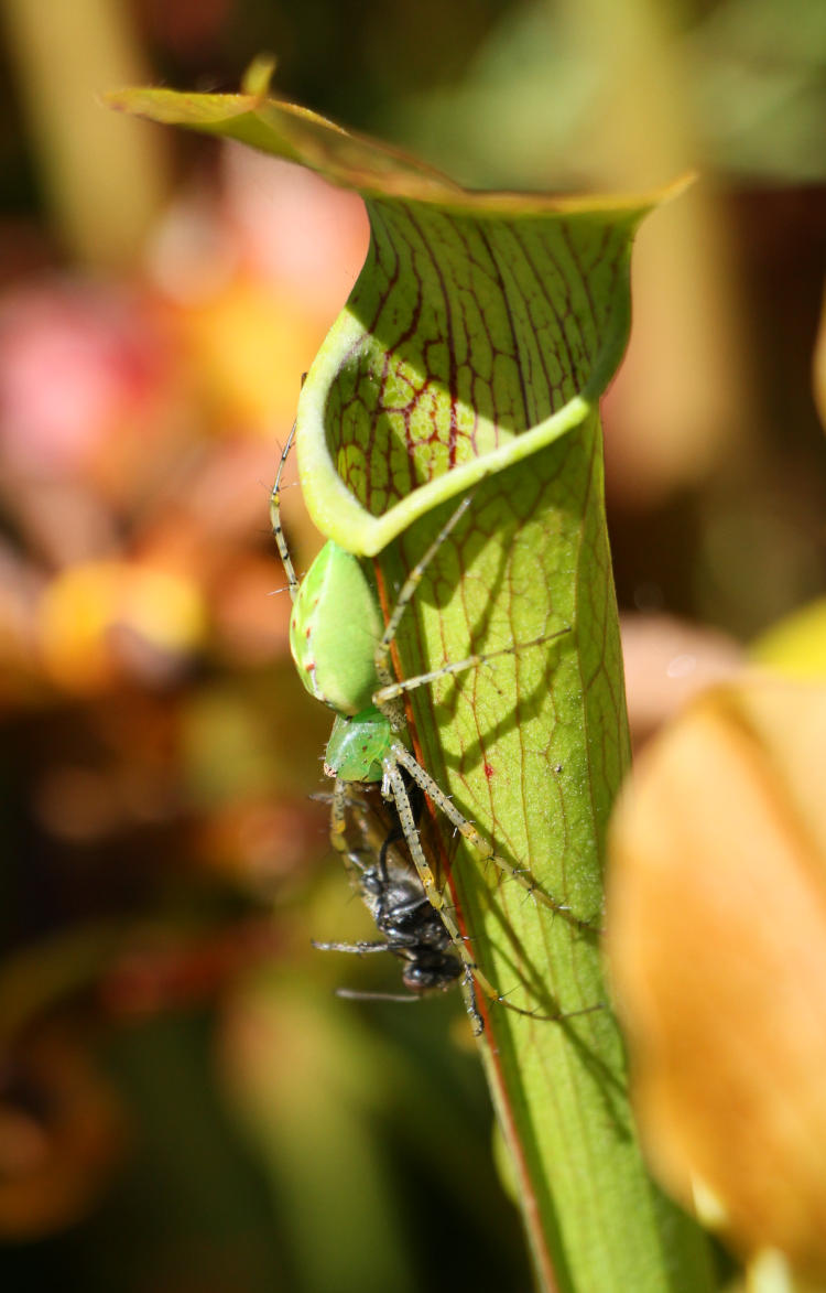 green lynx spider Peucetia viridans on pitcher plant with unknown wasp prey