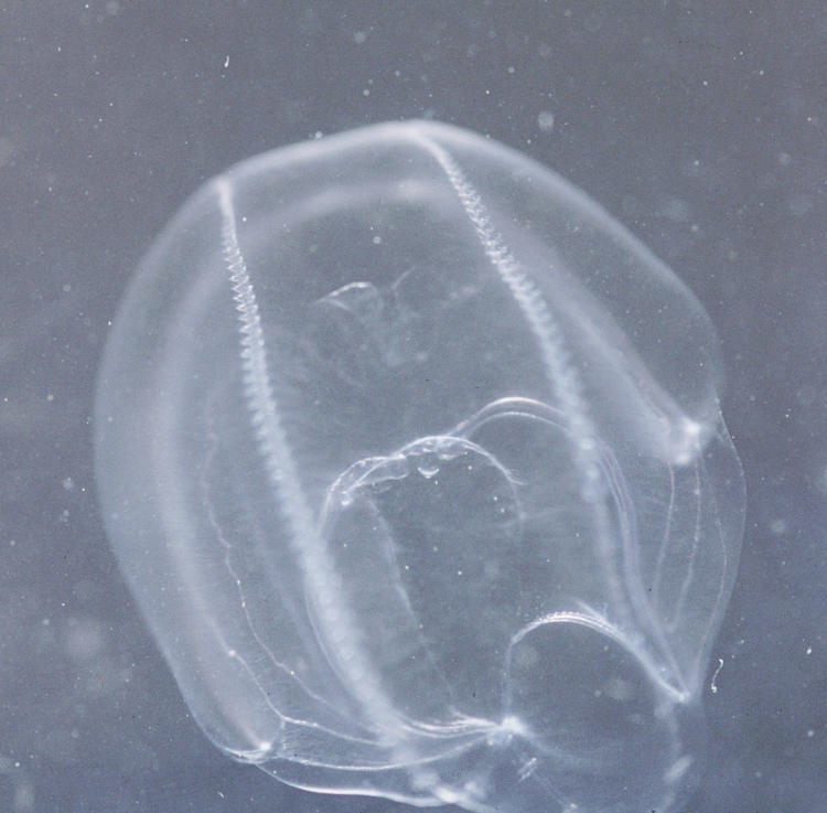 ctenophore possibly sea walnut Mnemiopsis leidyi