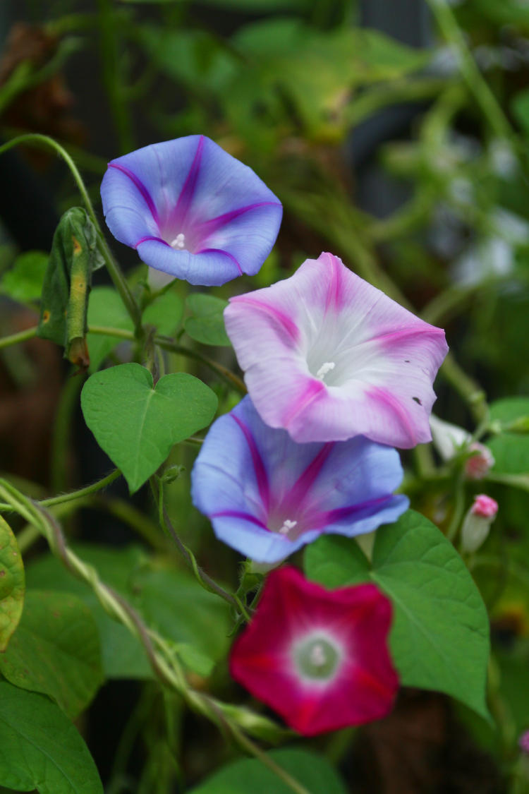 morning glory blossoms