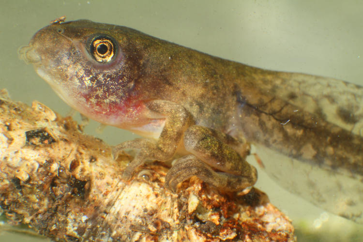 unidentified tadpole with four limbs clinging to twig