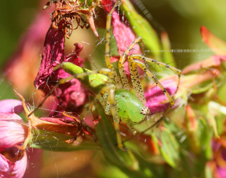 green lynx xpider Peucetia viridans potentially guarding hidden egg sac