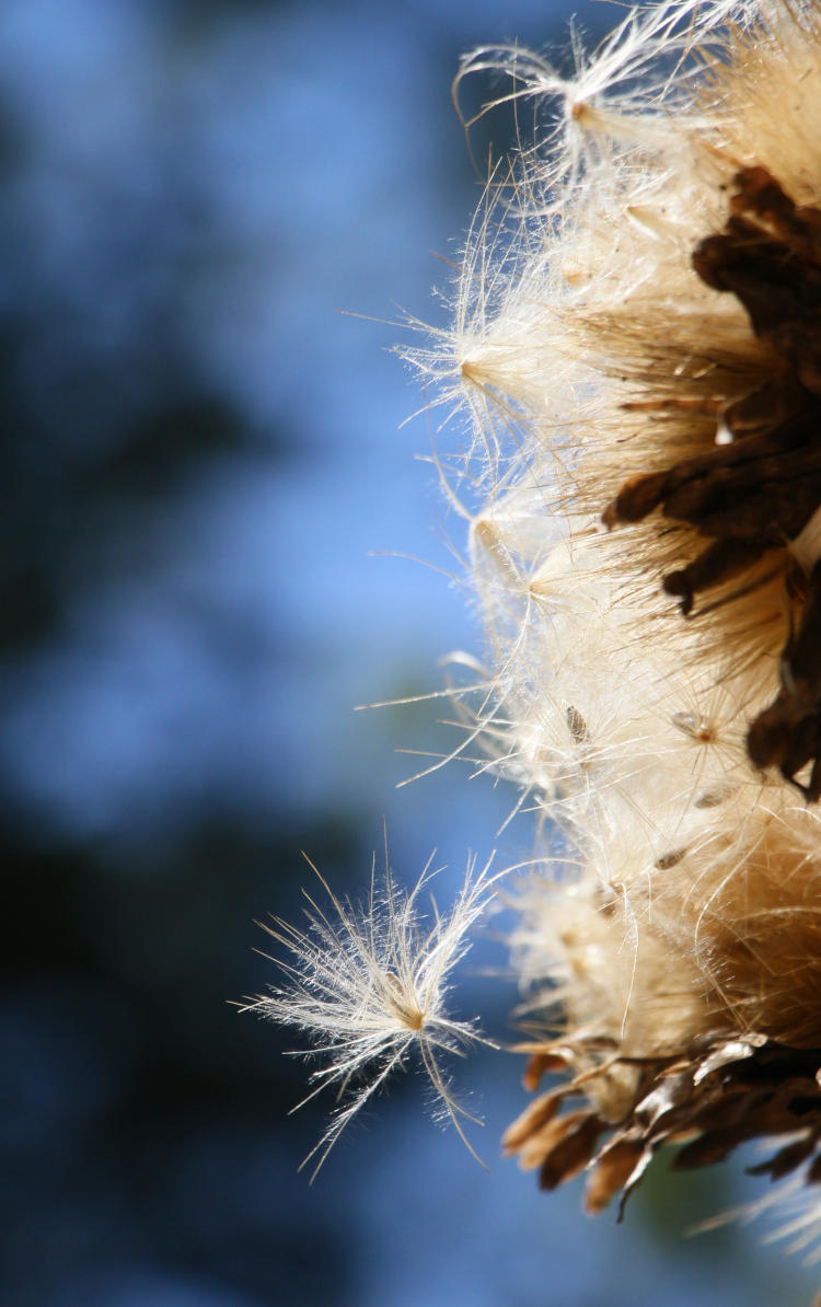 dispersing milkweed-type seeds