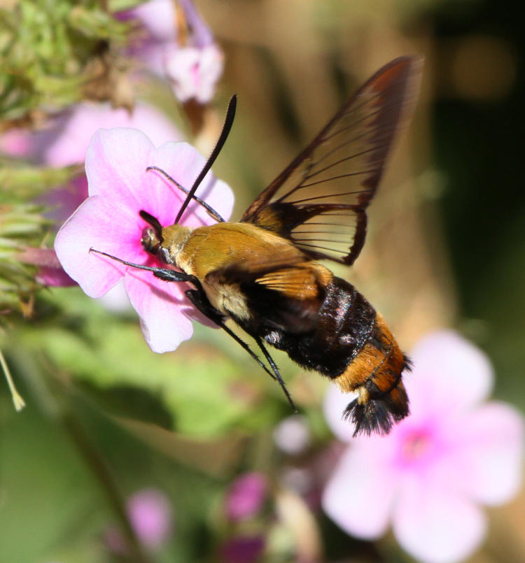 snowberry clearwing Hemaris diffinis deep into phlox