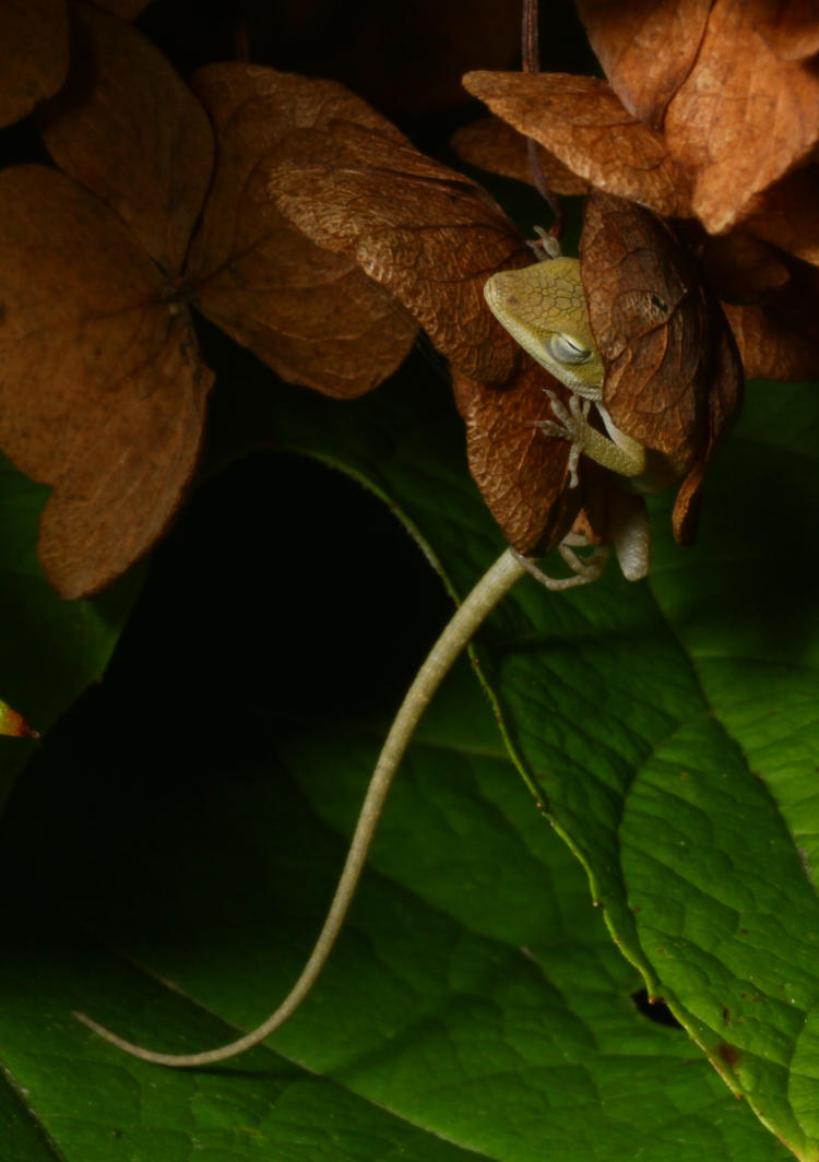 sleeping juvenile Carolina anole Anolis carolinensis within dried flowers of oak-leaf hydrangea Hydrangea quercifolia
