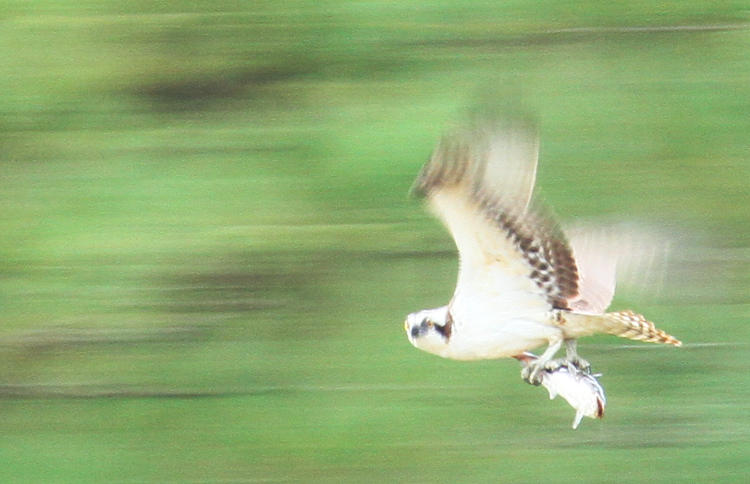 osprey Pandion haliaetus cruising past with fish in blurred pan